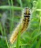 Lasiocampa trifolii